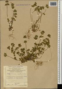Lamium amplexicaule L., Caucasus, Azerbaijan (K6) (Azerbaijan)