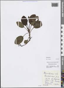 Pyrola minor L., Eastern Europe, Moscow region (E4a) (Russia)