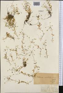 Stellaria irrigua Bunge, Middle Asia, Dzungarian Alatau & Tarbagatai (M5) (Kazakhstan)
