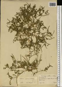 Euclidium syriacum (L.) W. T. Aiton, Eastern Europe, Lower Volga region (E9) (Russia)