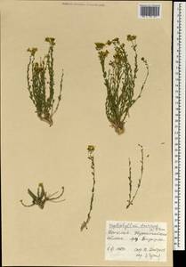 Haplophyllum dauricum (L.) G. Don, Mongolia (MONG) (Mongolia)