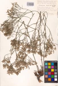 Limonium caspium (Willd.) Gams, Eastern Europe, Lower Volga region (E9) (Russia)