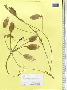 Potamogeton natans L., Eastern Europe, Central forest-and-steppe region (E6) (Russia)