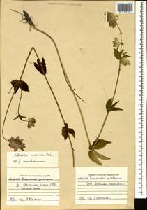 Astrantia maxima Pall., Caucasus, Azerbaijan (K6) (Azerbaijan)