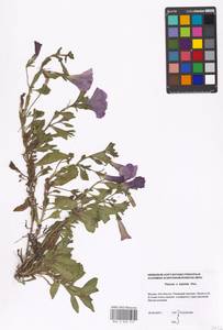 Petunia ×atkinsiana D. Don ex Loudon, Eastern Europe, Moscow region (E4a) (Russia)