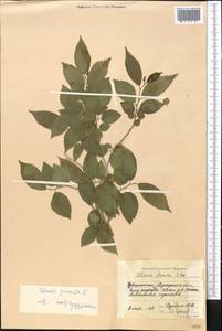Ulmus pumila L., Middle Asia, Syr-Darian deserts & Kyzylkum (M7) (Uzbekistan)