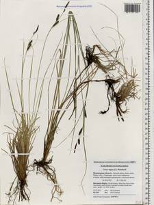 Carex nigra (L.) Reichard, Eastern Europe, Northern region (E1) (Russia)