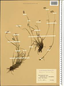 Alopecurus ponticus K.Koch, Caucasus, Krasnodar Krai & Adygea (K1a) (Russia)