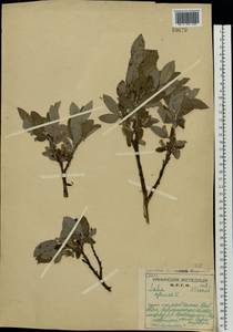 Salix glauca L., Eastern Europe, Northern region (E1) (Russia)