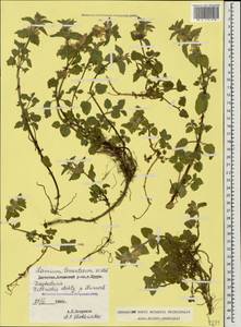 Lamium tomentosum Willd., Caucasus, Dagestan (K2) (Russia)
