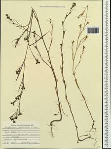 Bupleurum brachiatum C. Koch ex Boiss., Crimea (KRYM) (Russia)