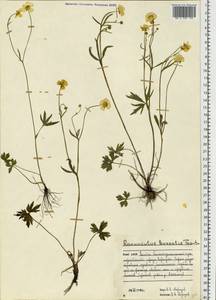 Ranunculus propinquus C.A.Mey., Eastern Europe, Northern region (E1) (Russia)