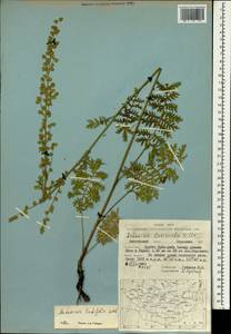 Artemisia latifolia Ledeb., Mongolia (MONG) (Mongolia)