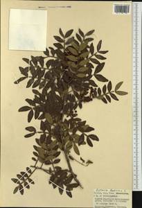Pistacia lentiscus, Western Europe (EUR) (Italy)