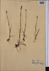 Phleum alpinum L., Western Europe (EUR)