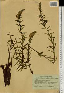 Scutellaria baicalensis Georgi, Siberia, Russian Far East (S6) (Russia)