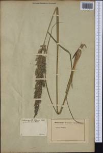 Calamagrostis pseudophragmites (Haller f.) Koeler, Botanic gardens and arboreta (GARD) (Italy)