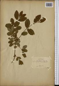 Lonicera caerulea L., Eastern Europe, Eastern region (E10) (Russia)