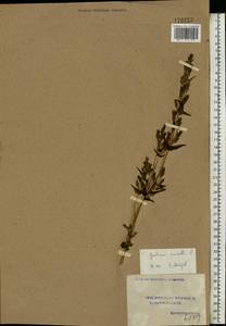 Gentianella amarella (L.) Börner, Eastern Europe, Volga-Kama region (E7) (Russia)