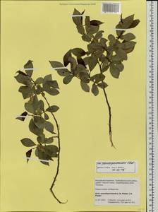 Salix pseudopentandra (Flod.) Flod., Siberia, Baikal & Transbaikal region (S4) (Russia)