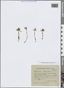 Botrychium lanceolatum (S.G.Gmel.) Ångstr., Siberia, Chukotka & Kamchatka (S7) (Russia)