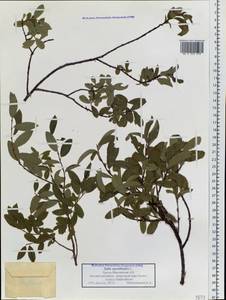 Salix myrtilloides L., Siberia, Western Siberia (S1) (Russia)