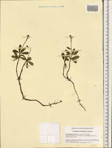 Chimaphila umbellata (L.) W. P. C. Barton, Eastern Europe, Central region (E4) (Russia)