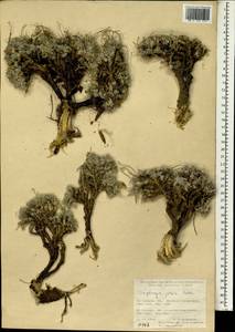 Oxytropis savellanica Boiss., South Asia, South Asia (Asia outside ex-Soviet states and Mongolia) (ASIA) (Turkey)