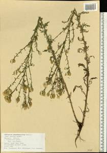 Centaurea pseudomaculosa Dobrocz, Eastern Europe, Central forest-and-steppe region (E6) (Russia)