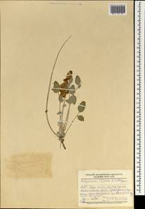 Hedysarum iliense B.Fedtsch., Mongolia (MONG) (Mongolia)
