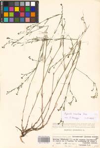 Cynanchica rumelica (Boiss.) P.Caputo & Del Guacchio, Eastern Europe, Lower Volga region (E9) (Russia)