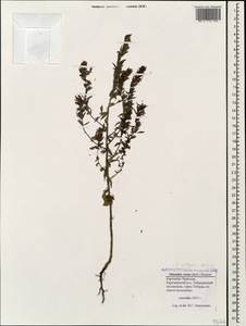 Odontites vulgaris, Caucasus, Stavropol Krai, Karachay-Cherkessia & Kabardino-Balkaria (K1b) (Russia)