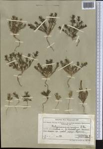 Polycnemum majus A.Braun, Middle Asia, Northern & Central Tian Shan (M4) (Kazakhstan)
