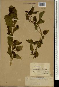 Nicandra physalodes (L.) Gaertn., South Asia, South Asia (Asia outside ex-Soviet states and Mongolia) (ASIA) (China)