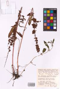 Rumex stenophyllus Ledeb., Middle Asia, Caspian Ustyurt & Northern Aralia (M8) (Kazakhstan)