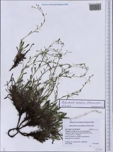 Eritrichium kamelinii Ovczinnikova, Siberia, Altai & Sayany Mountains (S2) (Russia)