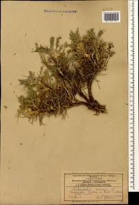 Astragalus aureus Willd., Caucasus, Azerbaijan (K6) (Azerbaijan)