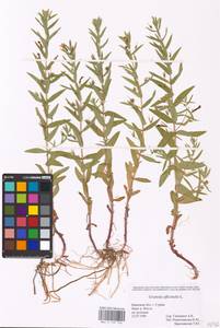 MHA 0 159 726, Gratiola officinalis L., Eastern Europe, Western region (E3) (Russia)