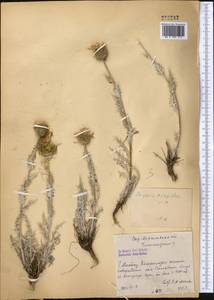 Cousinia caespitosa C. Winkl., Middle Asia, Western Tian Shan & Karatau (M3) (Kazakhstan)
