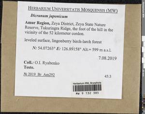 Dicranum japonicum Mitt., Bryophytes, Bryophytes - Russian Far East (excl. Chukotka & Kamchatka) (B20) (Russia)