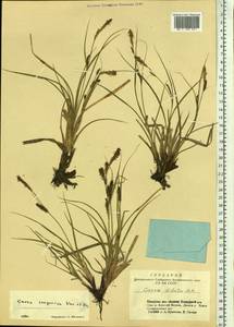 Carex songorica Kar. & Kir., Siberia, Altai & Sayany Mountains (S2) (Russia)