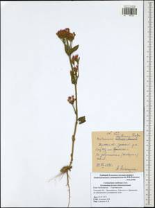 Centaurium erythraea, Eastern Europe, Central region (E4) (Russia)