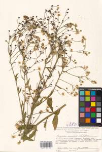 Erigeron annuus (L.) Pers., Eastern Europe, Moscow region (E4a) (Russia)