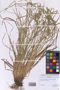Carex flava L., Eastern Europe, Moscow region (E4a) (Russia)