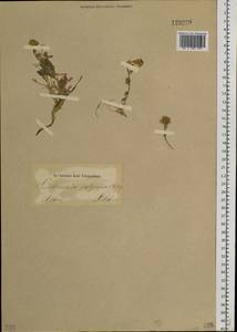 Smelowskia calycina (Stephan ex Willd.) C. A. Mey., Siberia, Altai & Sayany Mountains (S2) (Russia)