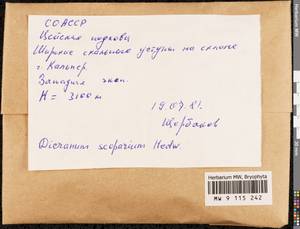Dicranum scoparium Hedw., Bryophytes, Bryophytes - North Caucasus & Ciscaucasia (B12) (Russia)
