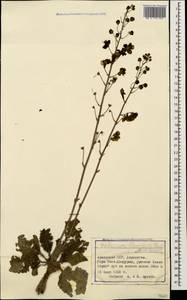 Verbascum flavidum (Boiss.) Freyn & Bornm., Caucasus, Armenia (K5) (Armenia)