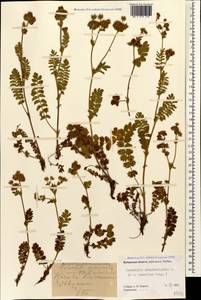 Potentilla pimpinelloides L., Caucasus, Stavropol Krai, Karachay-Cherkessia & Kabardino-Balkaria (K1b) (Russia)