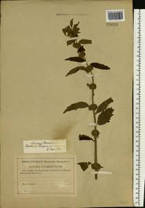 Chaiturus marrubiastrum (L.) Ehrh. ex Rchb., Eastern Europe, Central forest-and-steppe region (E6) (Russia)