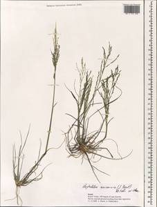 Diplachne fusca subsp. uninervia (J.Presl) P.M.Peterson & N.Snow, South Asia, South Asia (Asia outside ex-Soviet states and Mongolia) (ASIA) (Israel)